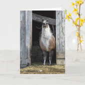 Llama, die de dag begroet kaart (Gele Bloem)