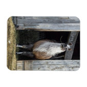 Llama, die de dag begroet magneet (Horizontaal)