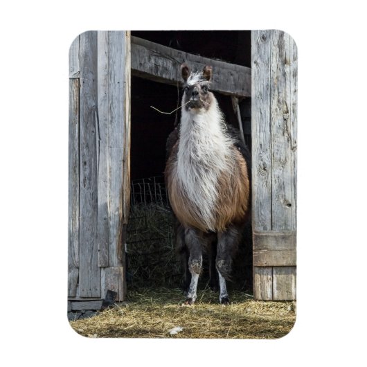 Llama, die de dag begroet magneet (Verticaal)