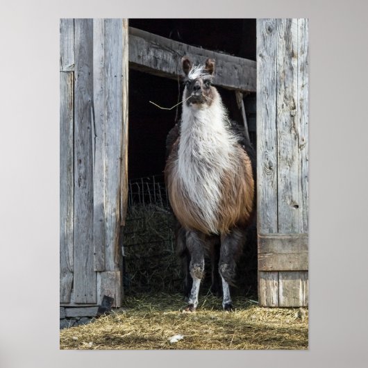 Llama, die de dag begroet poster (Voorkant)