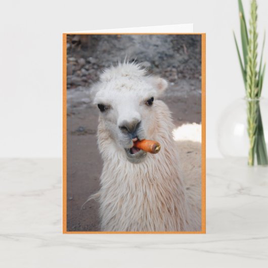 Llama die wortel eet. kaart (Voorkant)