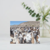 Llama Disco Briefkaart (Staand voorkant)