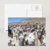 Llama Disco Briefkaart (Voorkant / Achterkant)