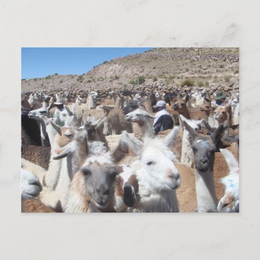 Llama Disco Briefkaart (Voorkant)