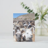 Llama Disco Briefkaart (Staand voorkant)