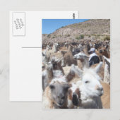 Llama Disco Briefkaart (Voorkant / Achterkant)