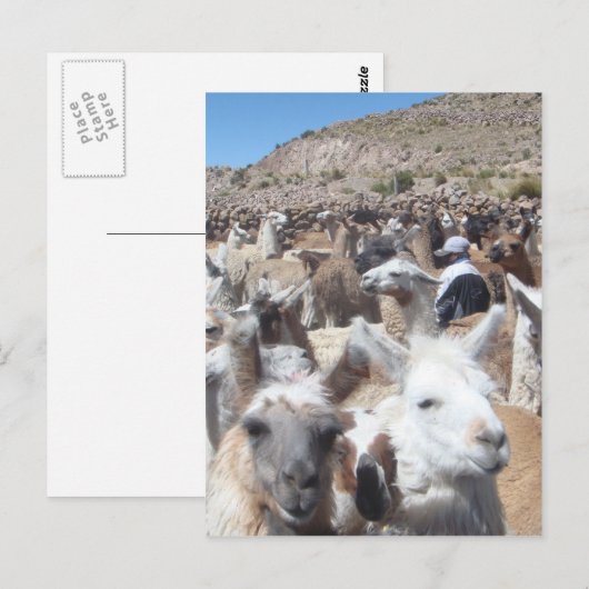 Llama Disco Briefkaart (Voorkant / Achterkant)