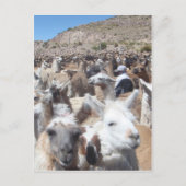 Llama Disco Briefkaart (Voorkant)