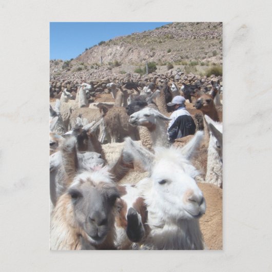 Llama Disco Briefkaart (Voorkant)