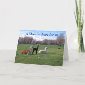 Llama en jong kaart (Voorkant)