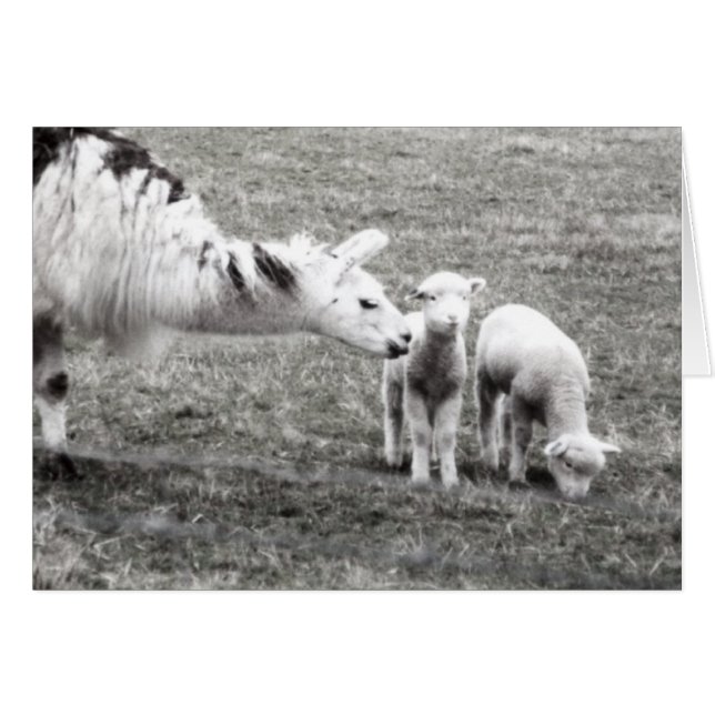 Llama en Lambs (Voorkant Horizontaal)