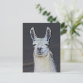 Llama Face Animal Art Personalized Briefkaart (Staand voorkant)
