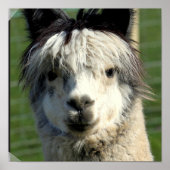 Llama Face Poster (Voorkant)
