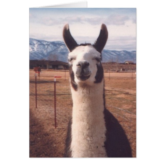 "Llama glimlachen" (Voorkant)