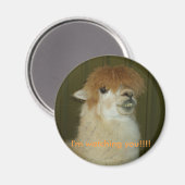 Llama, ik kijk naar je!!!! magneet (Voorkant / Achterkant)