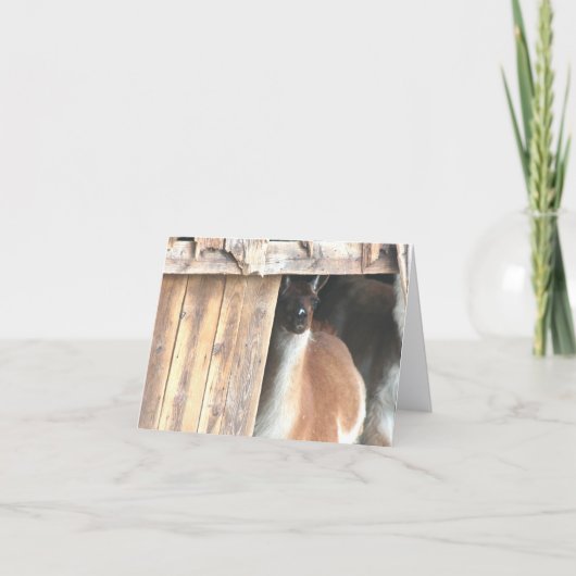 Llama In Barn Farm Animal Personalized Note Kaart (Voorkant)