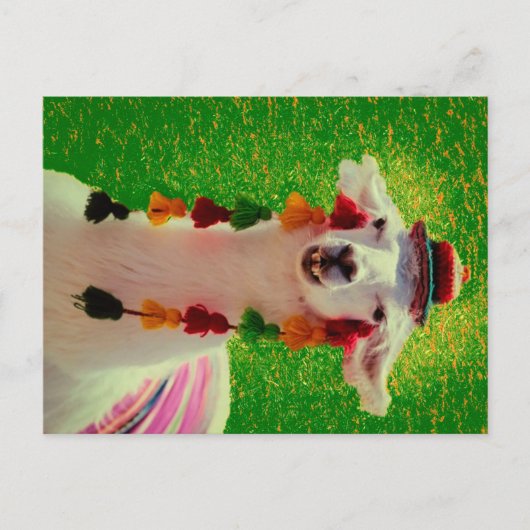 Llama in Chiloe-Chile with ornaments Aankondigingskaart (Voorkant)