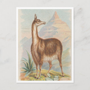 Llama in de Bergen Vintage Kunstwerk Briefkaart