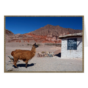 Llama in de Quebrada de Cafayate, Argentinië