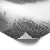 Llama in het zwarte en het witte dier poster (Hoek)