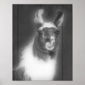 Llama in het zwarte en het witte dier poster (Voorkant)