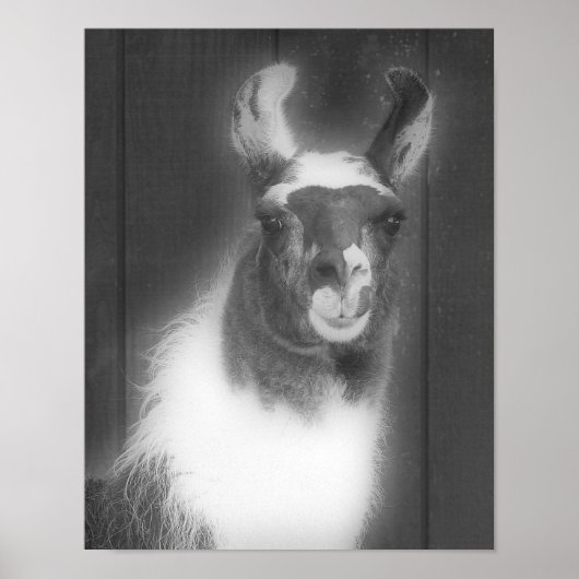 Llama in het zwarte en het witte dier poster (Voorkant)