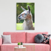 Llama Ingepakt Canvas Print (Insitu (Woonkamer))