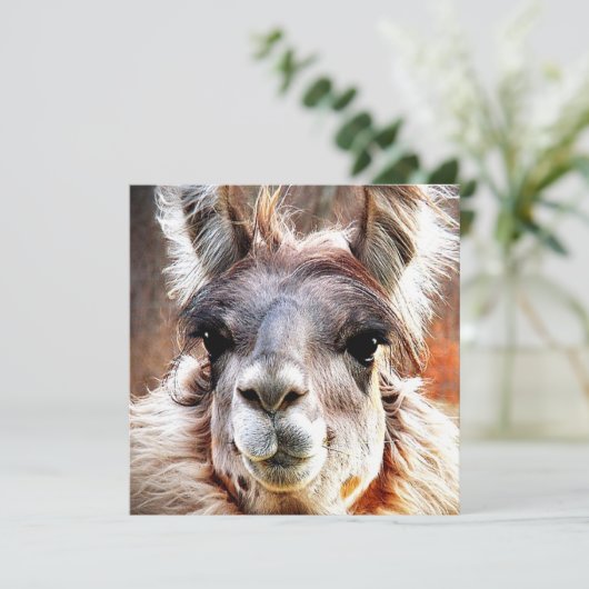 Llama Kaart (Staand voorkant)