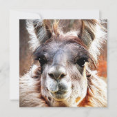 Llama Kaart (Voorkant)