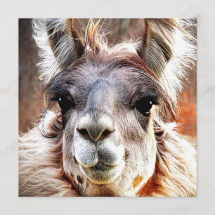 Llama Kaart