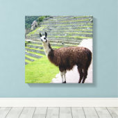 llama kijkt op canvas afdruk (Insitu (Houten vloer))