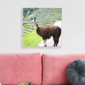 llama kijkt op canvas afdruk (Insitu (Woonkamer))