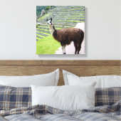 llama kijkt op canvas afdruk (Insitu (Slaapkamer))