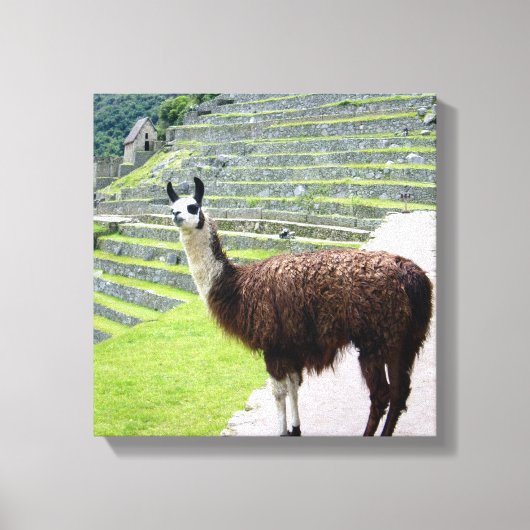 llama kijkt op canvas afdruk (Voorkant)
