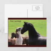 Llama kiss Briefkaarten (Voorkant / Achterkant)