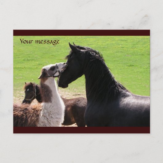 Llama kiss Briefkaarten (Voorkant)