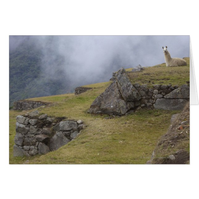 Llama (Lama glama) bij de Inca-terrassen op (Voorkant Horizontaal)