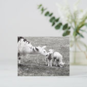 Llama & Lambs Briefkaart (Staand voorkant)
