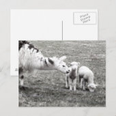 Llama & Lambs Briefkaart (Voorkant / Achterkant)