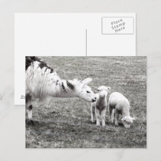 Llama & Lambs Briefkaart (Voorkant / Achterkant)