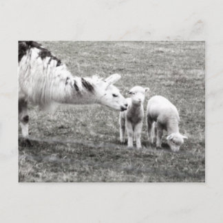 Llama & Lambs Briefkaart