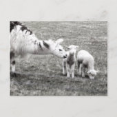 Llama & Lambs Briefkaart (Voorkant)