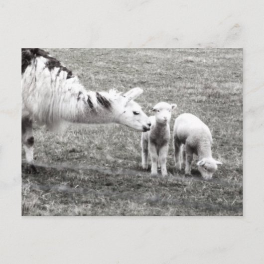 Llama & Lambs Briefkaart (Voorkant)