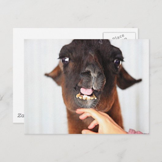 Llama Love Briefkaart (Voorkant / Achterkant)