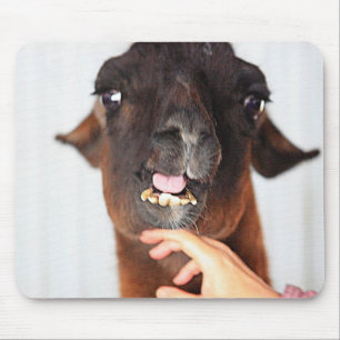 Llama Love Muismat