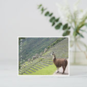 llama machu picchu briefkaart (Staand voorkant)