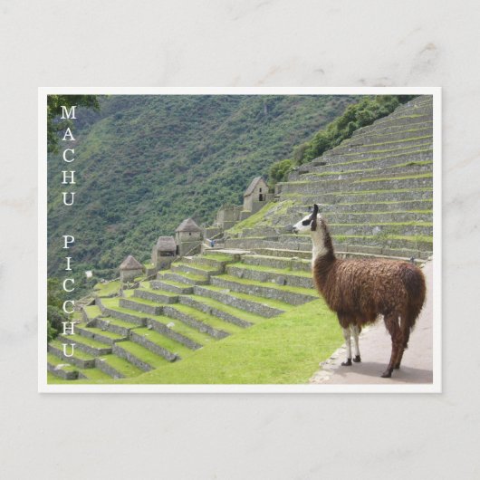 llama machu picchu briefkaart (Voorkant)