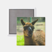 Llama Magneet (Voorkant / Achterkant)
