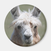 Llama Magneet (Voorkant)