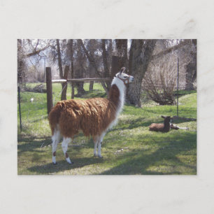 Llama Mama and Baby Lama Briefkaart